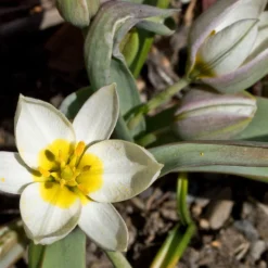 Tulip 'Polychroma' -UK Garden Plants Sales 2024 tulip polychroma 6