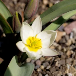 Tulip 'Polychroma' -UK Garden Plants Sales 2024 tulip polychroma 7 scaled