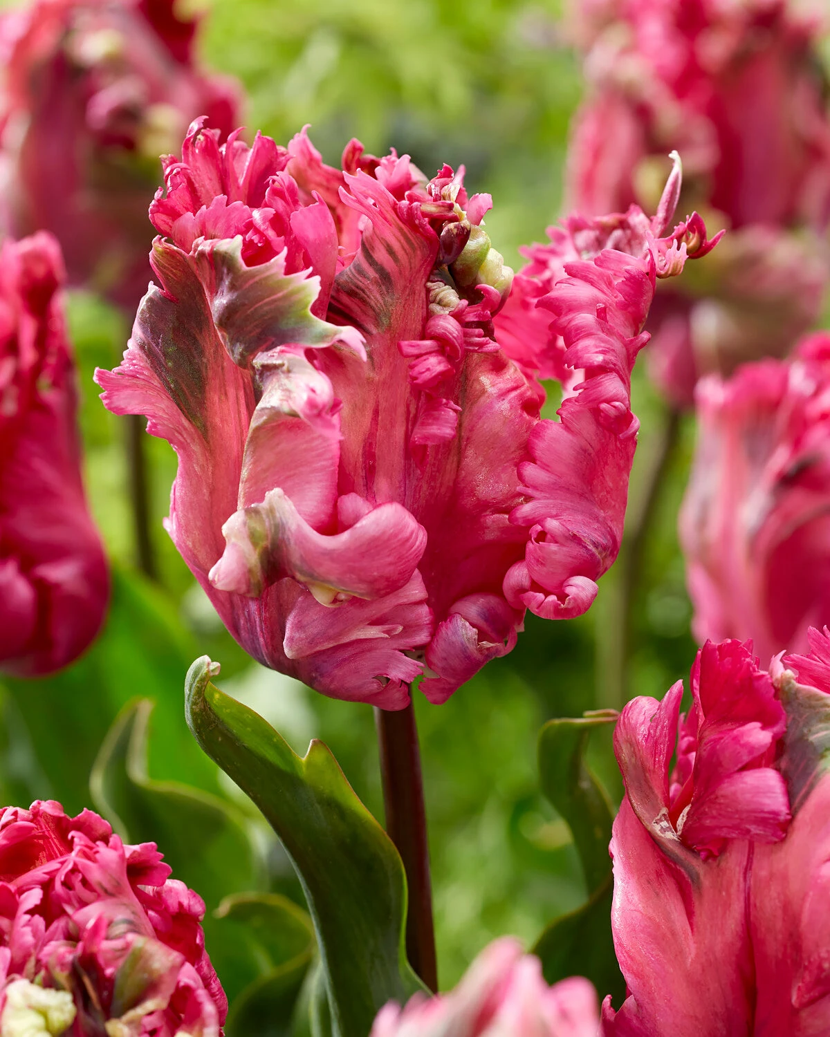 Tulip 'Power Parrot' 3 Tulip 'Power Parrot'