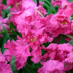 Tulip 'Power Parrot' 9 Tulip 'Power Parrot' -UK Garden Plants Sales 2024 tulip power parrot 3 scaled