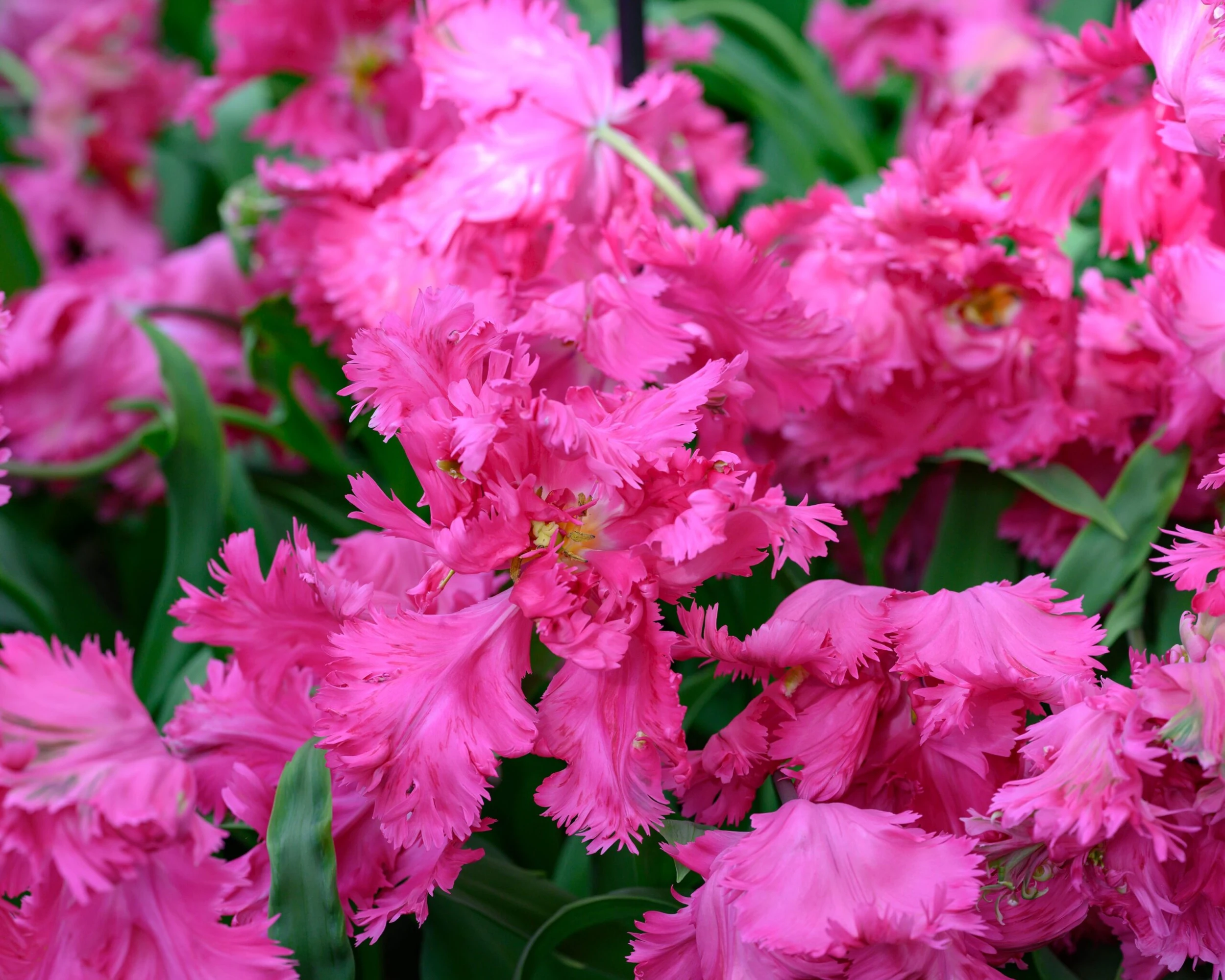 Tulip 'Power Parrot' 6 Tulip 'Power Parrot' - Image 4