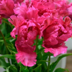 Tulip 'Power Parrot' 8 Tulip 'Power Parrot' -UK Garden Plants Sales 2024 tulip power parrot 4 scaled