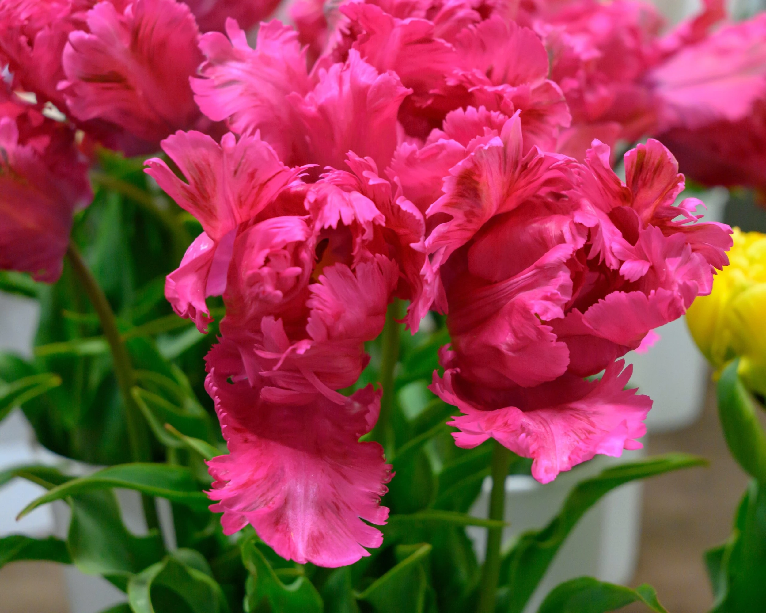 Tulip 'Power Parrot' 5 Tulip 'Power Parrot' - Image 3