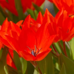 Tulip Praestans 'Fusilier' -UK Garden Plants Sales 2024 tulip praestans fuselier 1