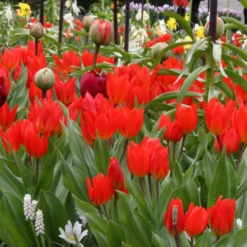 Tulip Praestans 'Fusilier' -UK Garden Plants Sales 2024 tulip praestans fuselier 1 c631ff7f ae41 42b4 8f3c 3d86569f978f
