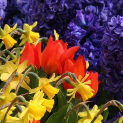 Tulip Praestans 'Fusilier' -UK Garden Plants Sales 2024 tulip praestans fuselier 3