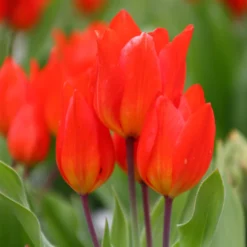 Tulip Praestans 'Fusilier' -UK Garden Plants Sales 2024 tulip praestans fuselier 3 78c3197c 5b22 4e7a b0ab bf8829bb7b2f