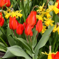 Tulip Praestans 'Fusilier' -UK Garden Plants Sales 2024 tulip praestans fuselier 4