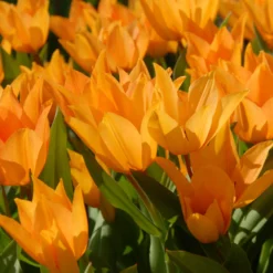 Tulip Praestans 'Shogun' 19 Tulip Praestans 'Shogun' -UK Garden Plants Sales 2024 tulip praestans shogun 1 scaled