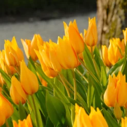 Tulip Praestans 'Shogun' 14 Tulip Praestans 'Shogun' -UK Garden Plants Sales 2024 tulip praestans shogun 2 scaled