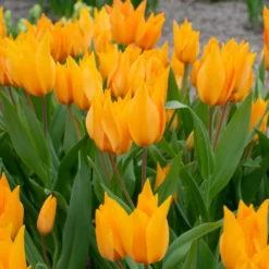 Tulip Praestans 'Shogun' 18 Tulip Praestans 'Shogun' -UK Garden Plants Sales 2024 tulip praestans shogun 3 scaled