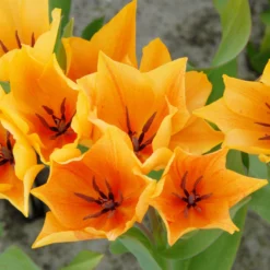 Tulip Praestans 'Shogun' 15 Tulip Praestans 'Shogun' -UK Garden Plants Sales 2024 tulip praestans shogun 4 scaled