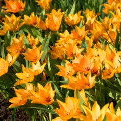 Tulip Praestans 'Shogun' 16 Tulip Praestans 'Shogun' -UK Garden Plants Sales 2024 tulip praestans shogun 5 scaled