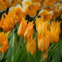 Tulip Praestans 'Shogun' 21 Tulip Praestans 'Shogun' -UK Garden Plants Sales 2024 tulip praestans shogun 7 scaled