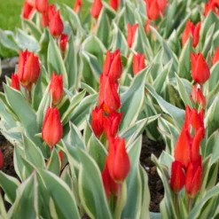 Front Page -UK Garden Plants Sales 2024 tulip praestans unicum 1