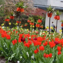 Tulip Praestans 'Fusilier' -UK Garden Plants Sales 2024 tulip praestans unicum 1 7b2276bc 9f0a 4244 9130 0f6ce167f22c