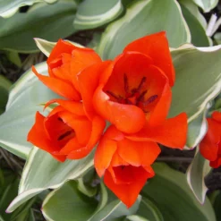 Tulip Praestans 'Unicum' 8 Tulip Praestans 'Unicum' -UK Garden Plants Sales 2024 tulip praestans unicum 2