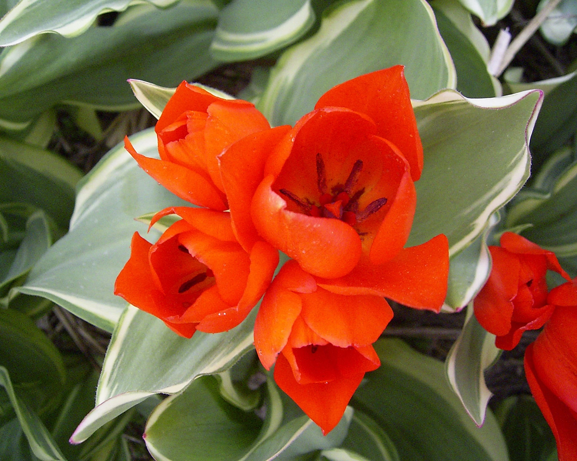 Tulip Praestans 'Unicum' 5 Tulip Praestans 'Unicum' - Image 3