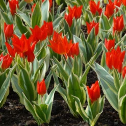 Tulip Praestans 'Unicum' 9 Tulip Praestans 'Unicum' -UK Garden Plants Sales 2024 tulip praestans unicum 3