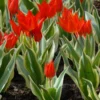 Tulip Praestans 'Unicum' -UK Garden Plants Sales 2024 tulip praestans unicum 5