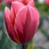 Tulip 'Pretty Princess' -UK Garden Plants Sales 2024 tulip pretty princess 1 2