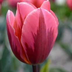Tulip 'Pretty Princess'