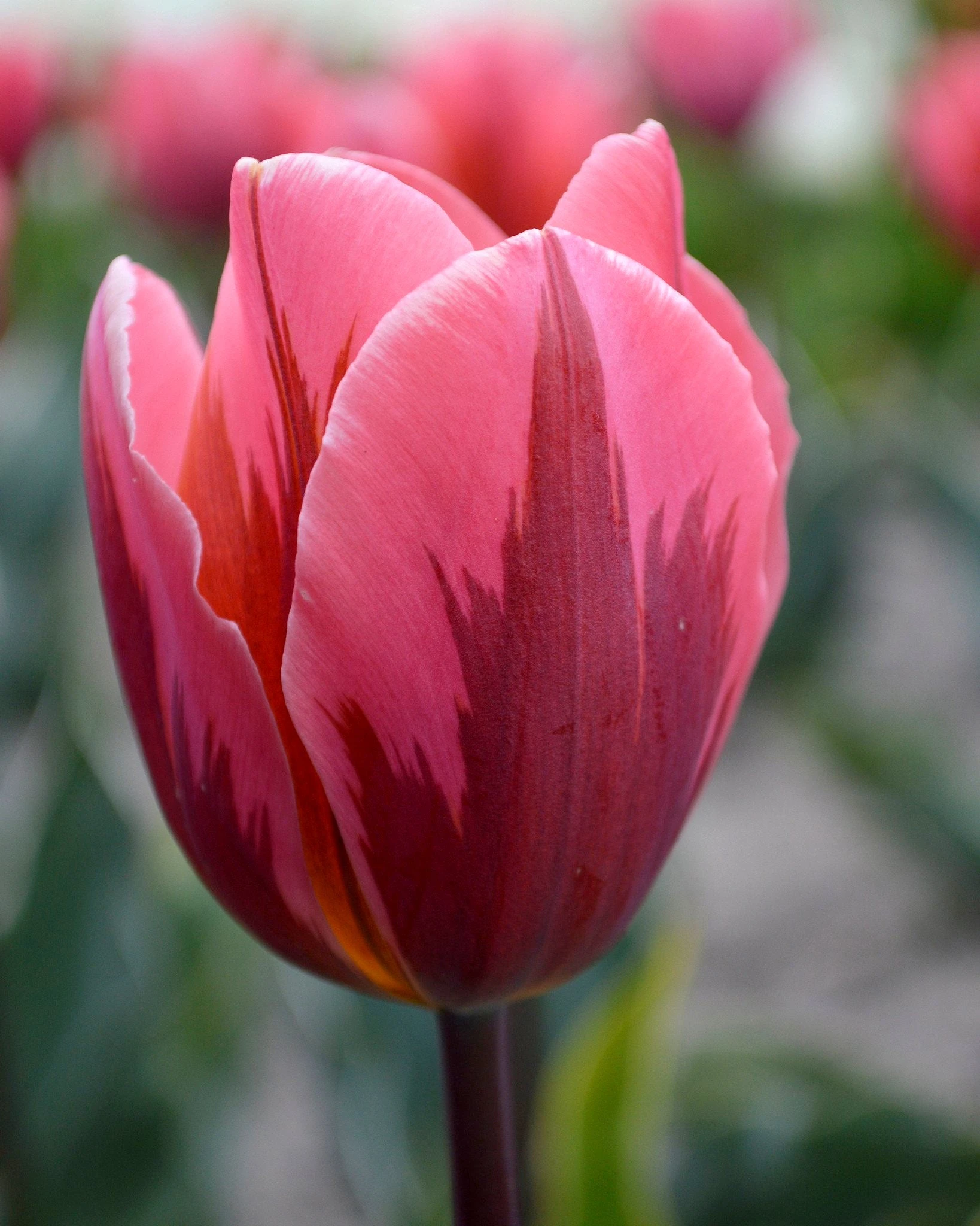 Tulip 'Pretty Princess' 3 Tulip 'Pretty Princess'