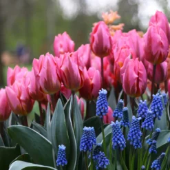 Tulip 'Pretty Princess' 15 Tulip 'Pretty Princess' -UK Garden Plants Sales 2024 tulip pretty princess 2 59509340 ef09 4657 bd55 ee1ce6146b65