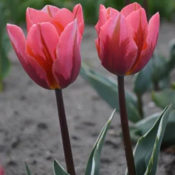 Tulip 'Pretty Princess' 13 Tulip 'Pretty Princess' -UK Garden Plants Sales 2024 tulip pretty princess 4