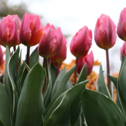 Tulip 'Pretty Princess' 17 Tulip 'Pretty Princess' -UK Garden Plants Sales 2024 tulip pretty princess 6