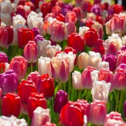 Tulip Collection 'Pride Mix' 12 Tulip Collection 'Pride Mix' -UK Garden Plants Sales 2024 tulip pride mix 4 scaled