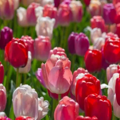 Tulip Collection 'Pride Mix' 15 Tulip Collection 'Pride Mix' -UK Garden Plants Sales 2024 tulip pride mix 5 scaled