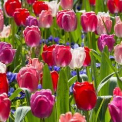 Tulip Collection 'Pride Mix' 14 Tulip Collection 'Pride Mix' -UK Garden Plants Sales 2024 tulip pride mix 6