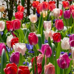 Tulip Collection 'Pride Mix' 10 Tulip Collection 'Pride Mix' -UK Garden Plants Sales 2024 tulip pride mix 7 scaled