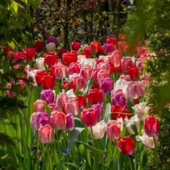 Tulip Collection 'Pride Mix' 11 Tulip Collection 'Pride Mix' -UK Garden Plants Sales 2024 tulip pride mix 8 scaled