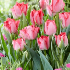 Tulip 'Princess Angelique' -UK Garden Plants Sales 2024 tulip princess angelique 2