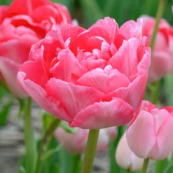Tulip 'Princess Angelique'