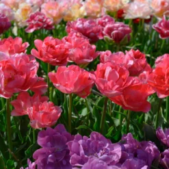 Tulip 'Princess Angelique' -UK Garden Plants Sales 2024 tulip princess angelique 4 scaled