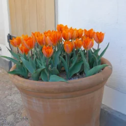 Tulip 'Princess Irene' 12 Tulip 'Princess Irene' -UK Garden Plants Sales 2024 tulip princess irene 3