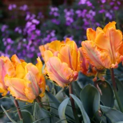 Tulip 'Princess Irene Parrot' -UK Garden Plants Sales 2024 tulip princess irene parrot 00 scaled