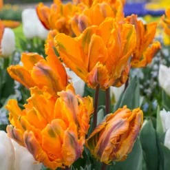 Tulip 'Princess Irene Parrot' -UK Garden Plants Sales 2024 tulip princess irene parrot 1