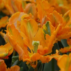 Tulip 'Princess Irene Parrot' -UK Garden Plants Sales 2024 tulip princess irene parrot 2