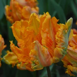 Tulip 'Princess Irene Parrot' -UK Garden Plants Sales 2024 tulip princess irene parrot 3