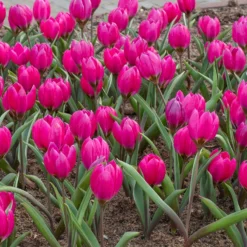 Tulip Pulchella Violacea