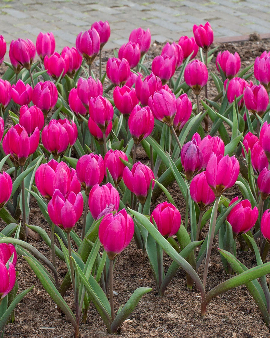 Tulip Pulchella Violacea 3 Tulip Pulchella Violacea