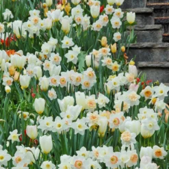 Tulip 'White Emperor' 18 Tulip 'White Emperor' -UK Garden Plants Sales 2024 tulip purissima 1
