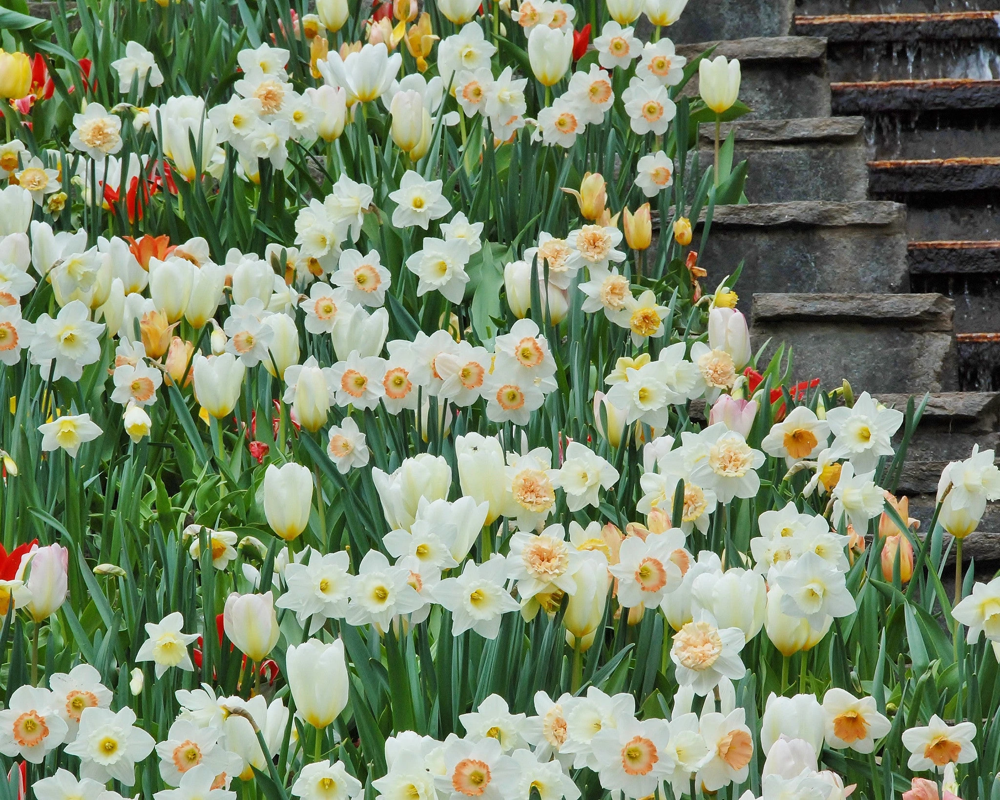 Tulip 'White Emperor' 10 Tulip 'White Emperor' - Image 8