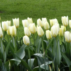 Tulip 'White Emperor' 17 Tulip 'White Emperor' -UK Garden Plants Sales 2024 tulip purissima 10