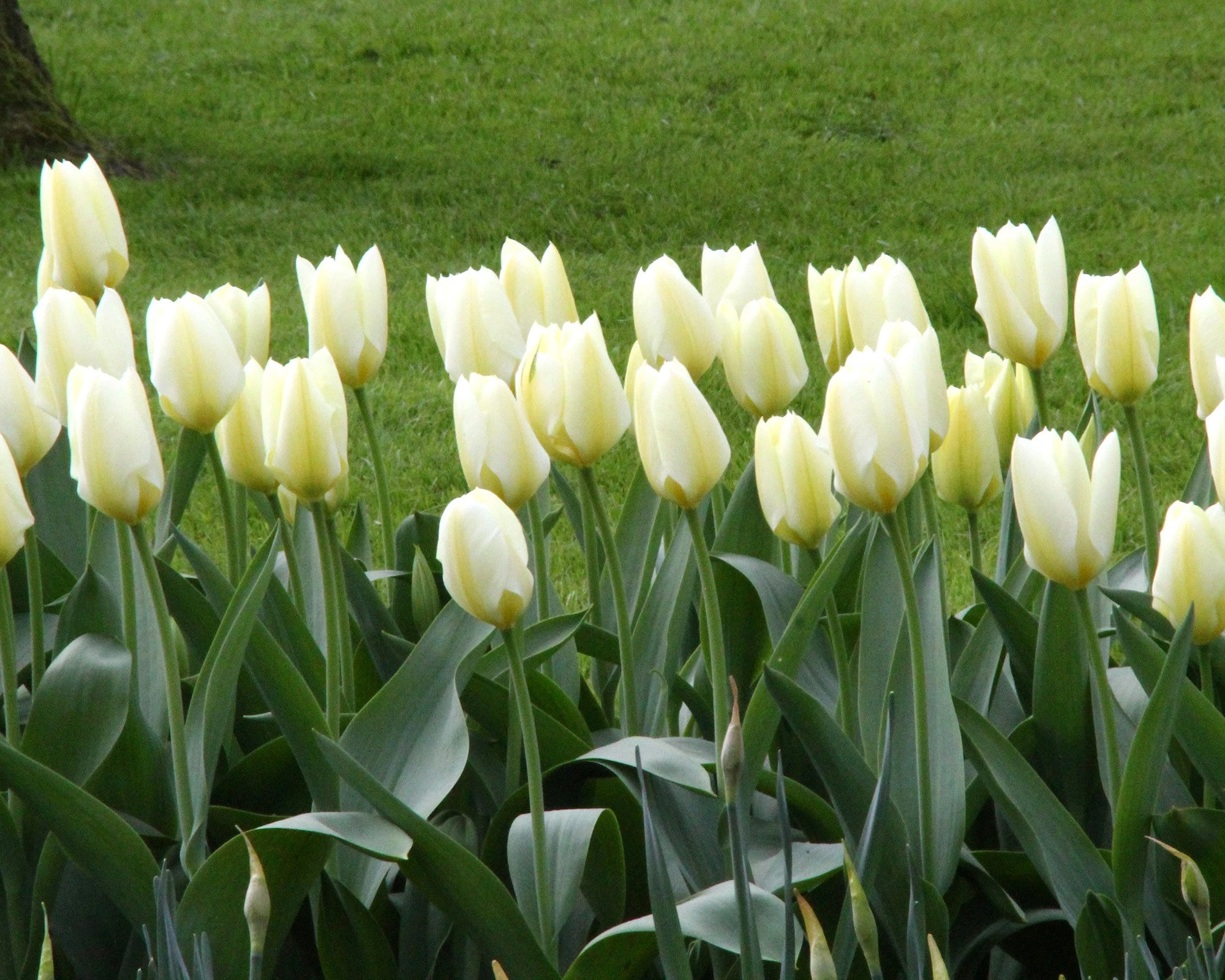 Tulip 'White Emperor' 9 Tulip 'White Emperor' - Image 7