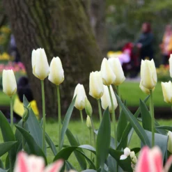 Tulip 'White Emperor' 14 Tulip 'White Emperor' -UK Garden Plants Sales 2024 tulip purissima 1 1efdcc82 83e0 453f a5ce 47a96ac8ed25